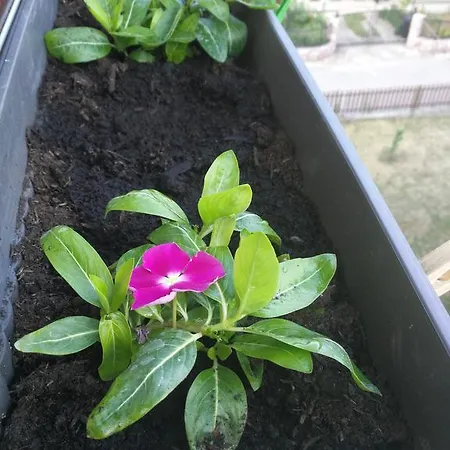 Апартаменты Lenka